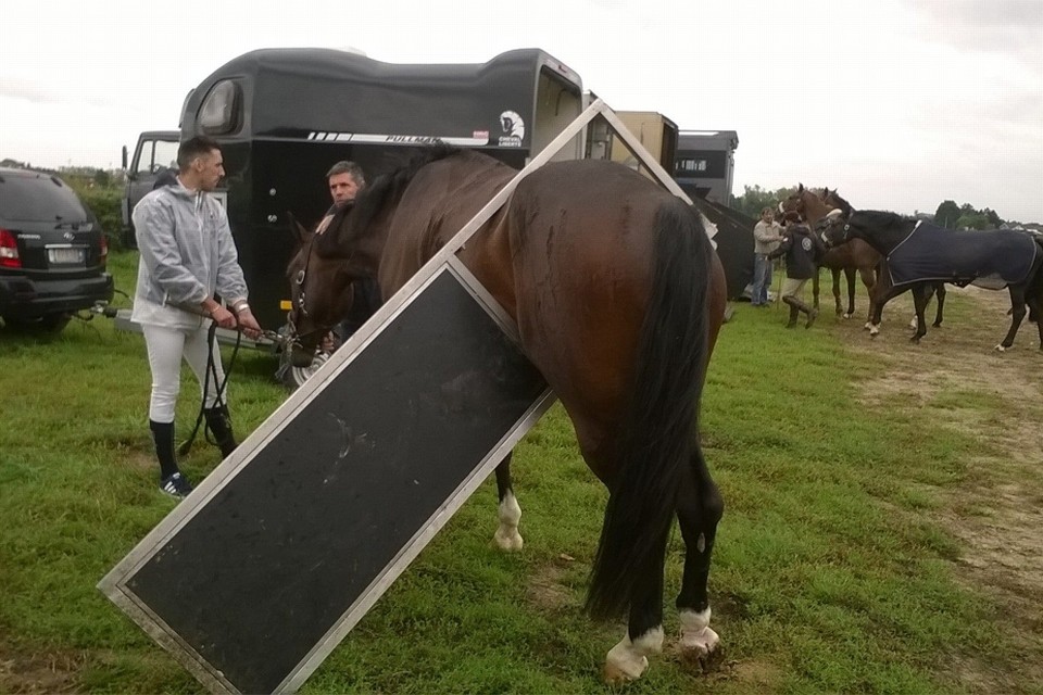 Paard komt vast te zitten in deur van trailer