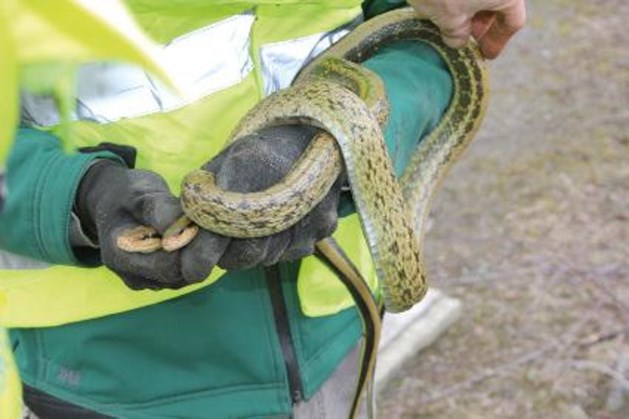 Slangeninvasie in Kuringen: 'Wie weet hoeveel er daar nog zitten?'