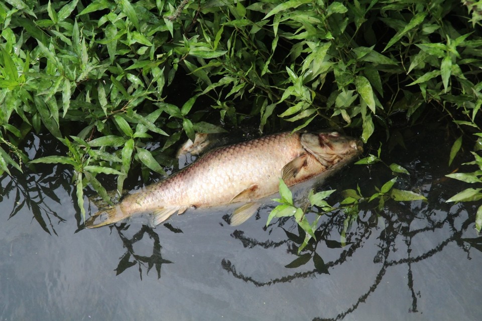 Honderden dode vissen op Demer: toxische lozing of verkeerde wateraansluiting van privépersoon?