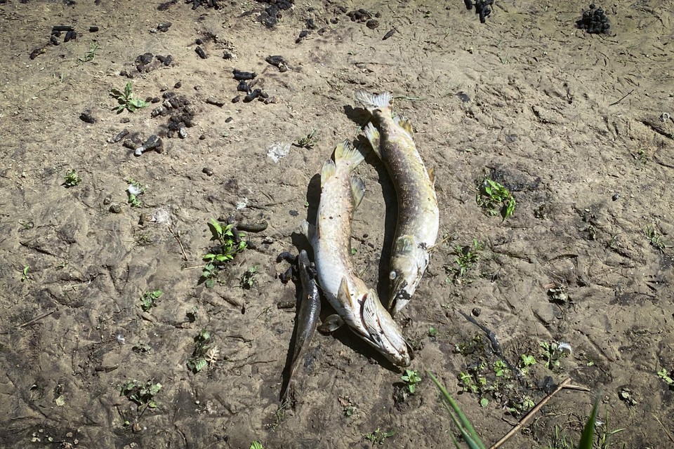 Honderden dode vissen in Demer na felle regenval